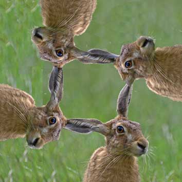 image of four hares sharing four ears